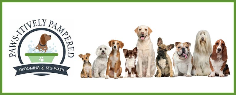 Dog Grooming Paws-itively Pampered Grooming & Self Wash Anchorage
