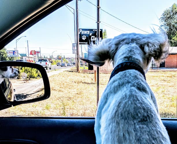 Dog Grooming Paws N Claws Dog N Cat Grooming Spokane Valley