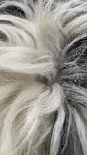 Dog Grooming Paws n Claws Grooming El Monte