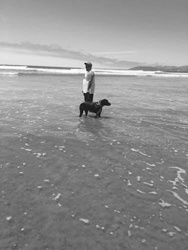 Dog Grooming Pawsitive Grooming by Frank Fresno