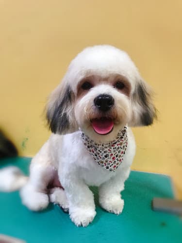 Dog Grooming PAWsitive Pet Grooming West Covina