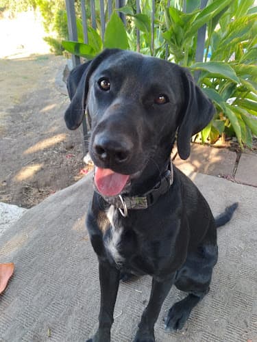 Dog Grooming PAWsome Grooming LLC Hillsboro