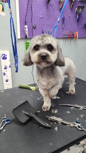 Dog Grooming Pawspa Pet Grooming Antioch