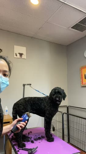 Dog Grooming Pawz Spa Grooming San Francisco