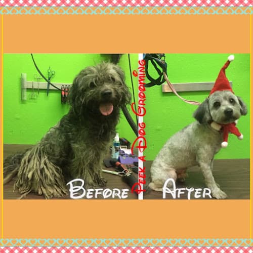 Dog Grooming Peek-A-Dog Grooming South Gate
