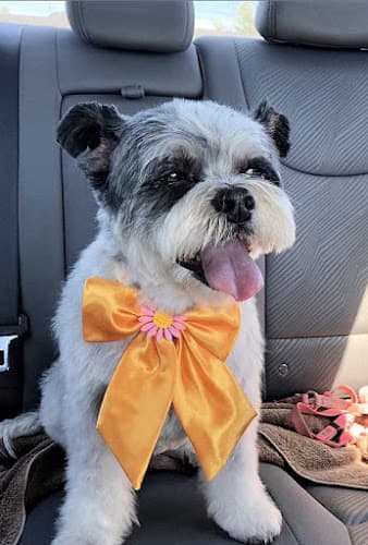 Dog Grooming Perfect Pet Salon Concord