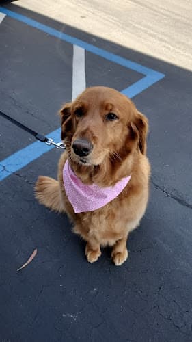 Dog Grooming PERFECT PET SALON | Solana Beach Dog Grooming Boarding Carlsbad