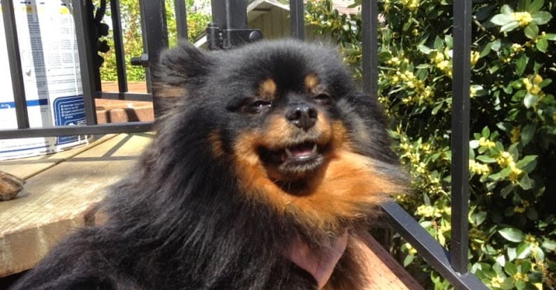 Dog Grooming Personal & Pet Concierge LLC Tacoma