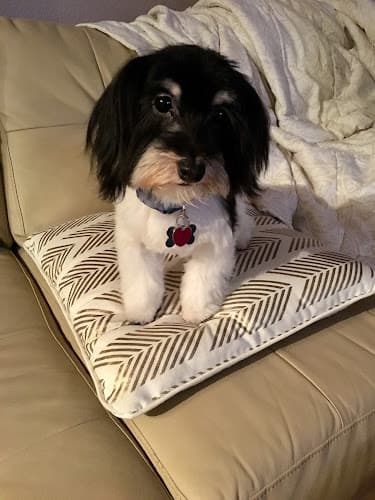 Dog Grooming Personal Touch Pet Grooming Everett