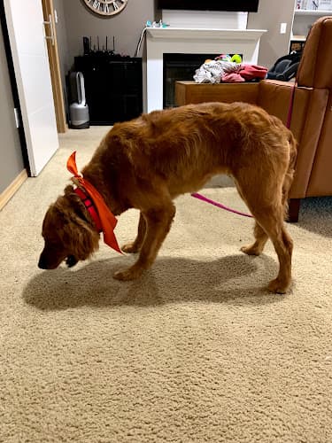 Dog Grooming Pet Central Kent