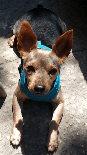 Dog Grooming PET CITY GROOMING Inglewood