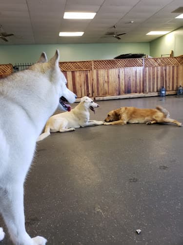 Dog Grooming PET DYNASTY Boarding, Daycare, Grooming, & Training Vallejo