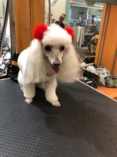 Dog Grooming Pet Envy Grooming & Boutique Visalia