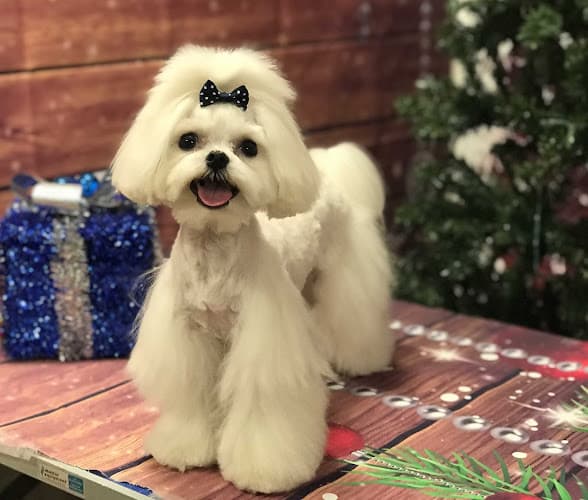 Dog Grooming Pet Envy Tulare Visalia