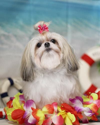 Dog Grooming Pet Envy Visalia West Visalia
