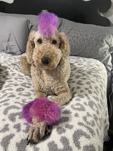 Dog Grooming Pet Etc Salem