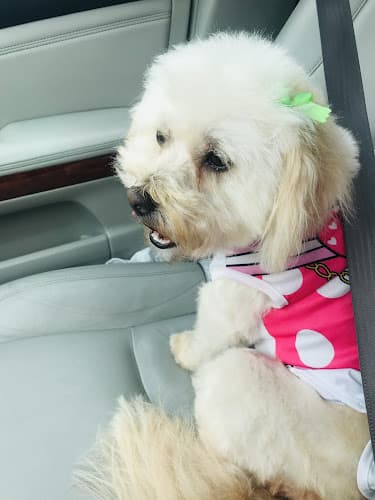 Dog Grooming Pet Grooming By Alejandra Vallejo