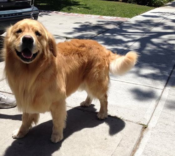 Dog Grooming Pet Grooming by Terry Mobile Service Burbank