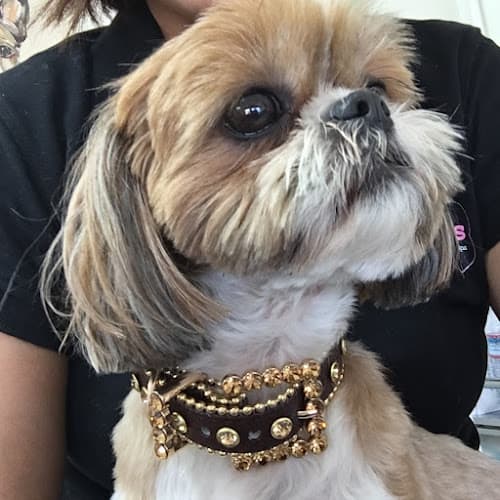 Dog Grooming Pet Lovers Resort Ventura