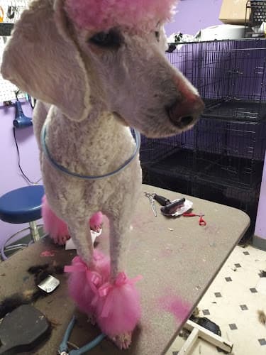 Dog Grooming Pet Magic Groom & Board Modesto