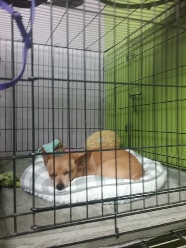 Dog Grooming Pet Parade Garden Grove