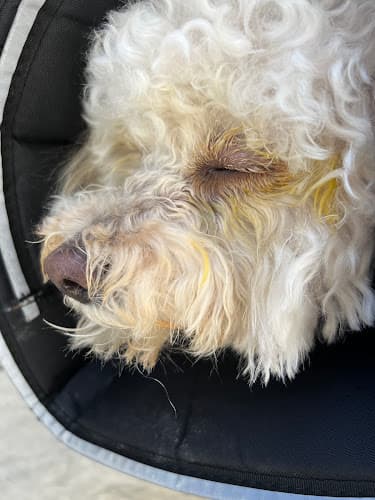 Dog Grooming Pet Partners Grooming & Full Pet Supplies Long Beach
