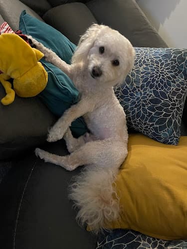 Dog Grooming Pet Set Grooming Carson