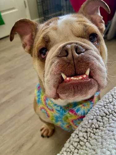 Dog Grooming Pet Star Grooming (Bow & Meow) Anaheim