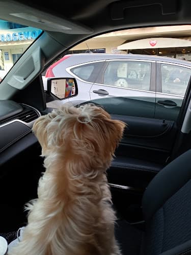 Dog Grooming Pet Star Grooming Burbank