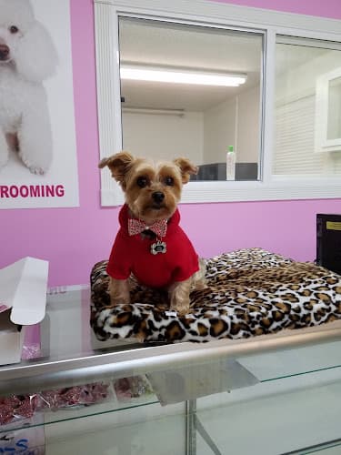 Dog Grooming Pet Stop Grooming Orange