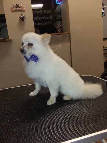 Dog Grooming Petastic Pet Grooming by Sharon Temecula