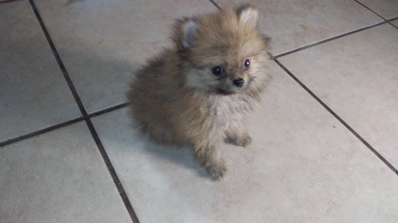 Dog Grooming Petco Grooming Chula Vista