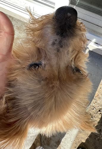 Dog Grooming Petco Grooming Modesto