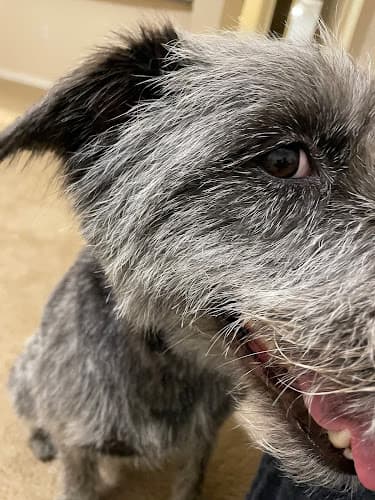 Dog Grooming Petco Grooming Murrieta