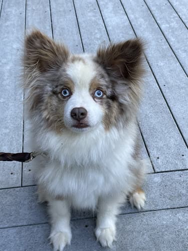 Dog Grooming Petco Grooming Portland