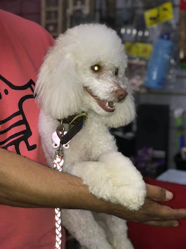 Dog Grooming PETLA Mobile Grooming Carson