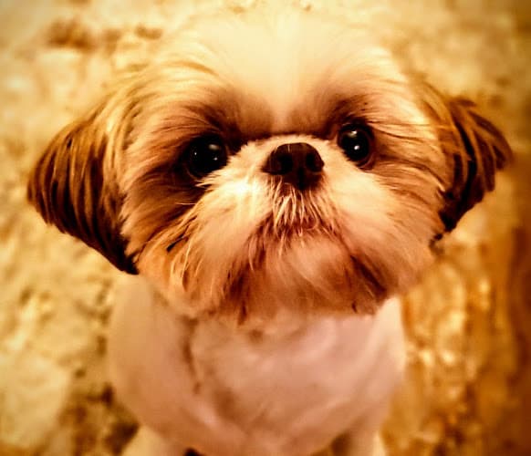 Dog Grooming Pets Ahoy Grooming Vancouver