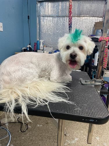 Dog Grooming Pets In Style Grooming Palmdale