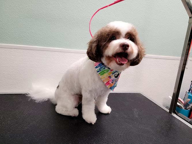Dog Grooming Petz Comfort Grooming Pomona
