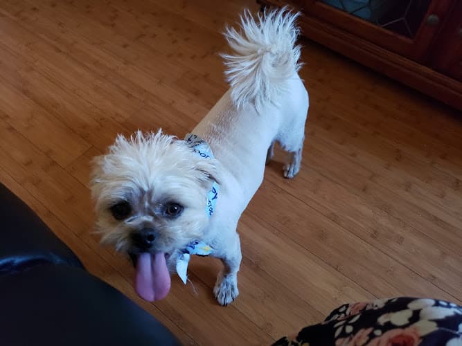 Dog Grooming Pin Up Pets Grooming Fresno