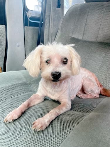 Dog Grooming Pioneer Grooming Norwalk