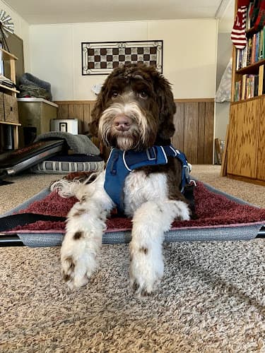 Dog Grooming Pits to Poodles Dog Grooming Eugene