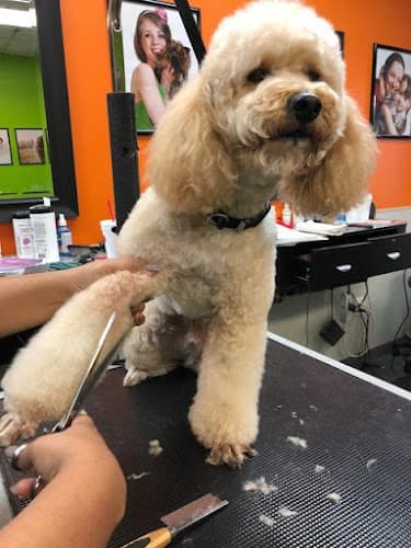 Dog Grooming PJ Noah PetSalon Mission Viejo