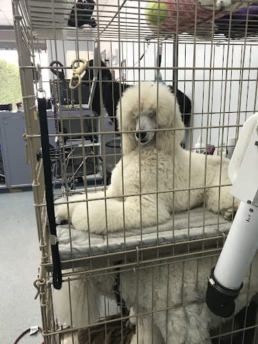 Dog Grooming Pleasant Oaks Grooming Vallejo