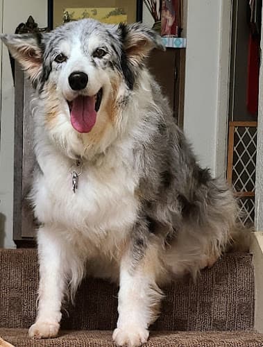 Dog Grooming Plush Paws Dog Grooming Antioch