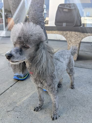 Dog Grooming Pollyanna's Grooming San Diego