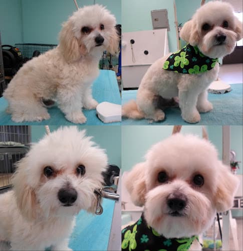 Dog Grooming Pooches Gracias Grooming Spa Santa Maria