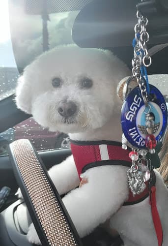 Dog Grooming Poochie's Dog Grooming El Monte