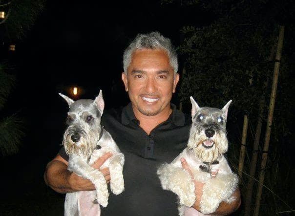 Dog Grooming Poochies Mobile Dog Grooming Santa Clarita