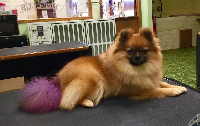 Dog Grooming Poochie's Pet Club Pet Grooming Visalia